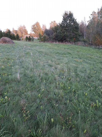 Участок 15 сот. (ИЖС)