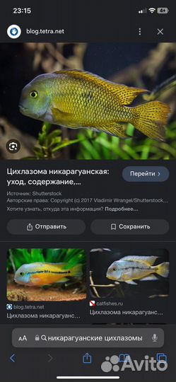 Аквариумные рыбки никарагунские цихлазомы