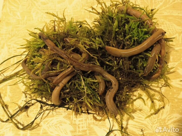 Выползок для рыбалки