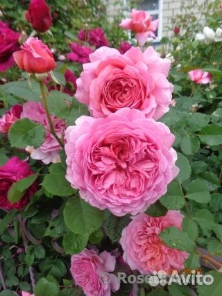 Саженцы розы Александра оf Кент