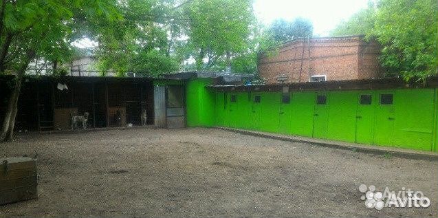 Дрессировка собак