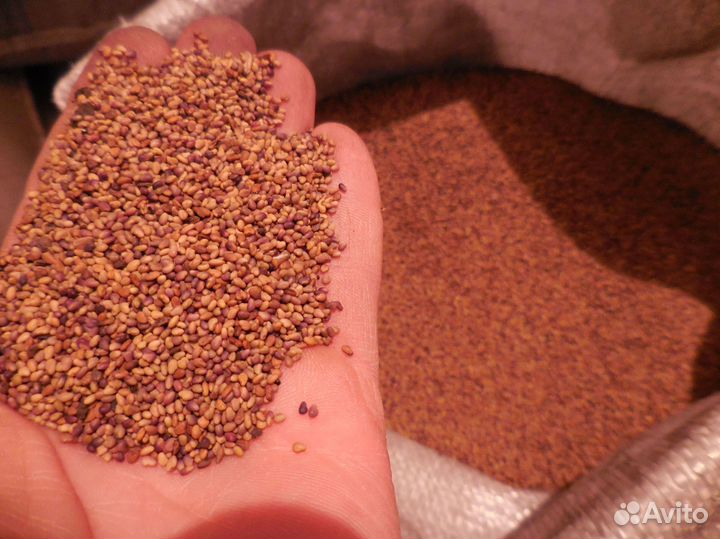 Семена белый клевер Белогорский