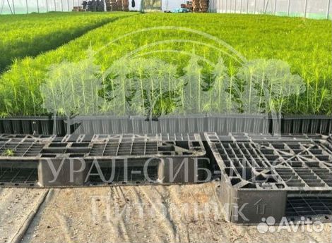 Горная сосна Мугус с зкс сеянцы