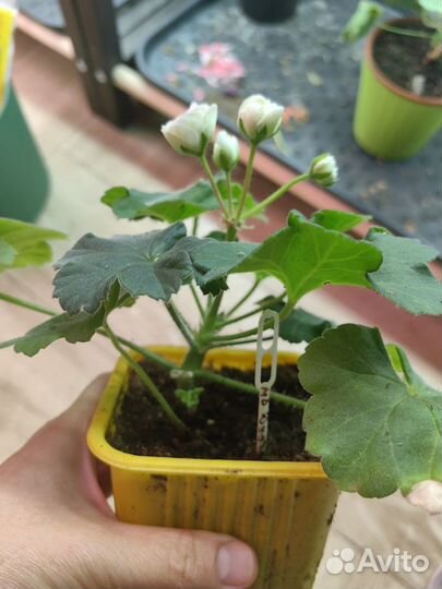 Пеларгония MD дуэт