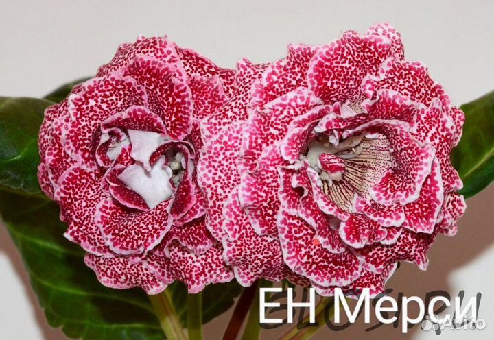 Фиалки, глоксинии и не только