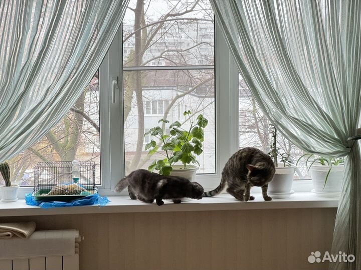 Две очаровательные кошки ищут дом