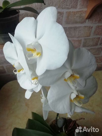 Орхидея