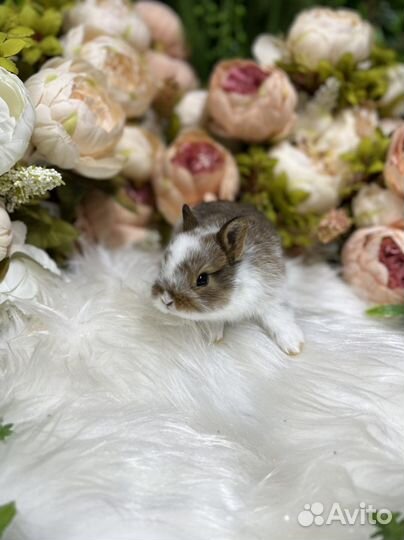 Кролик мини