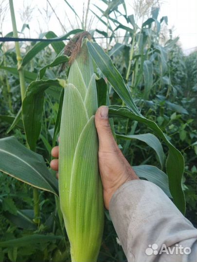 Семена кукурузы сладкой