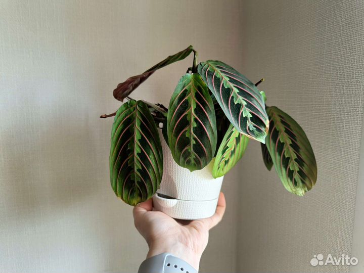 Маранта триколор