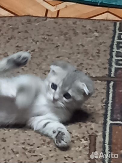 Семпатулька котик