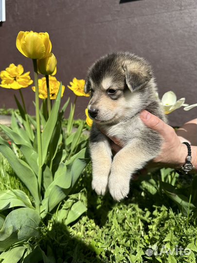 Щенки метисы хаски