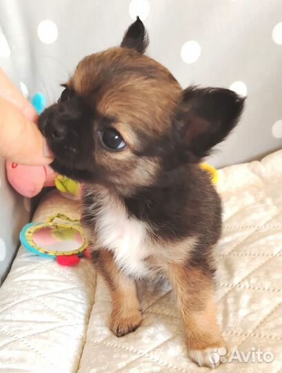Щенки чихуахуа