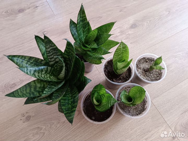 Сансевиерия детки