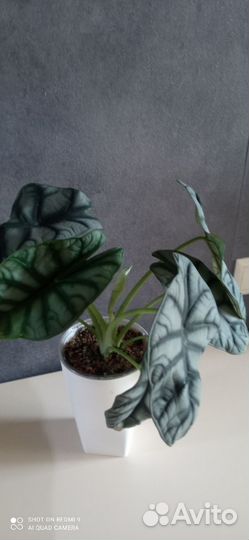 Алоказия Серебряный дракон (клубни)