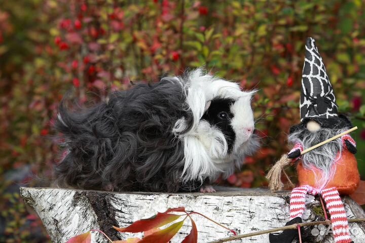 Морские свинки лункария