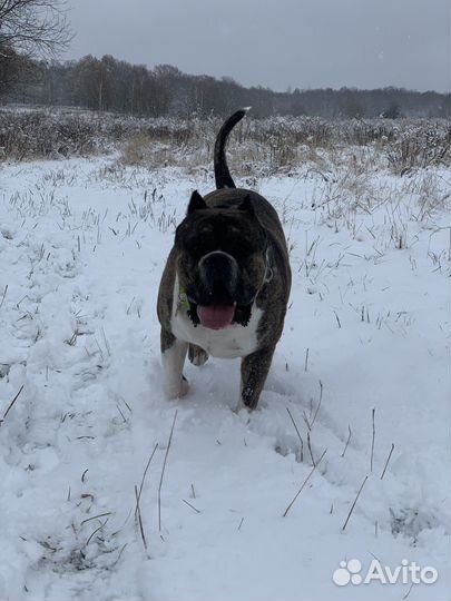 Вязка Булли XL- Чемпион abkc