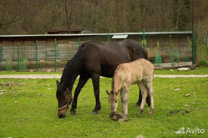 В продаже лошадь