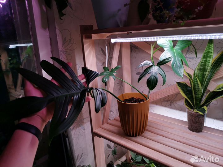 Комнатные растения: филодендрон, сансевиерия и др