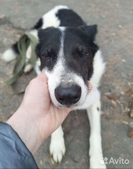 Сидит и ждет в клетке приюта