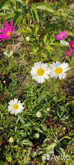 Космея,аквилегия,ромашка,маргаритки