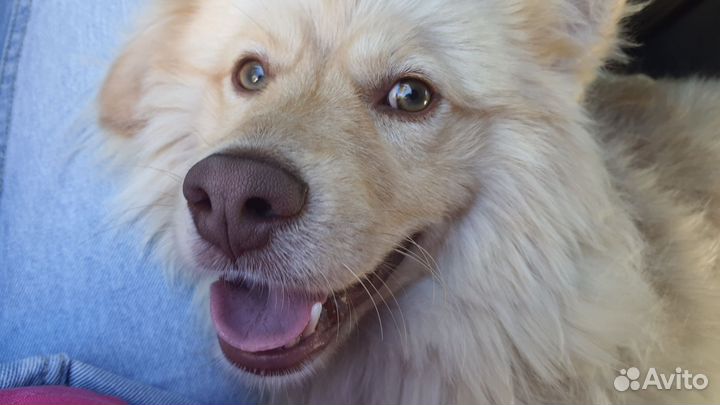 Маленькая собака в добрые руки бесплатно