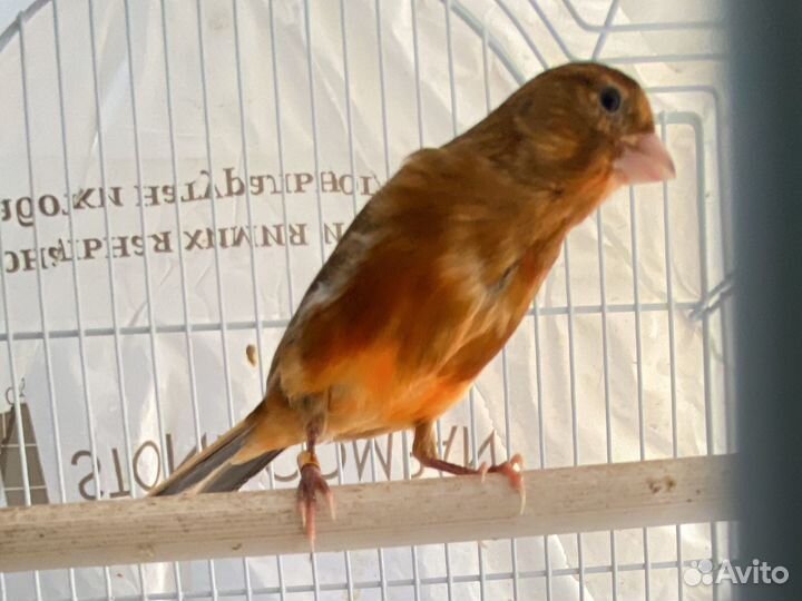 Кенара и канарейки