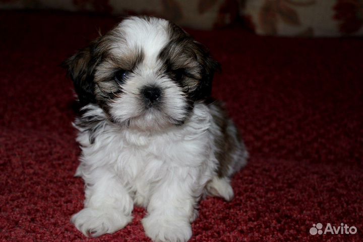 Девочка и мальчик Шит цу