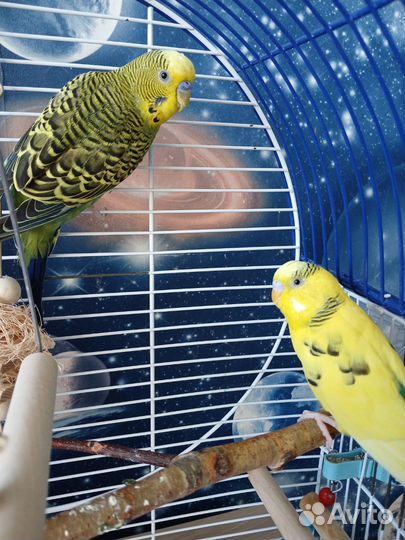 Волнистые попугаи с клеткой