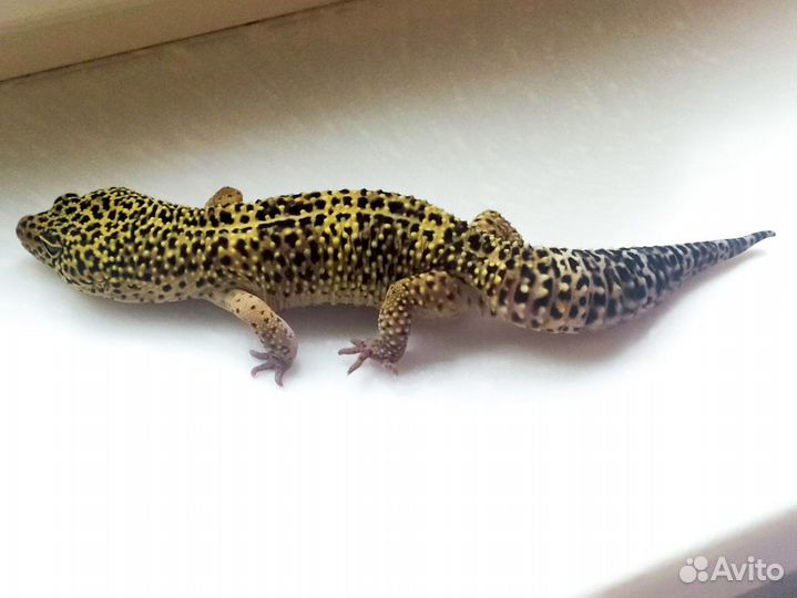 Эублефар самец вязка