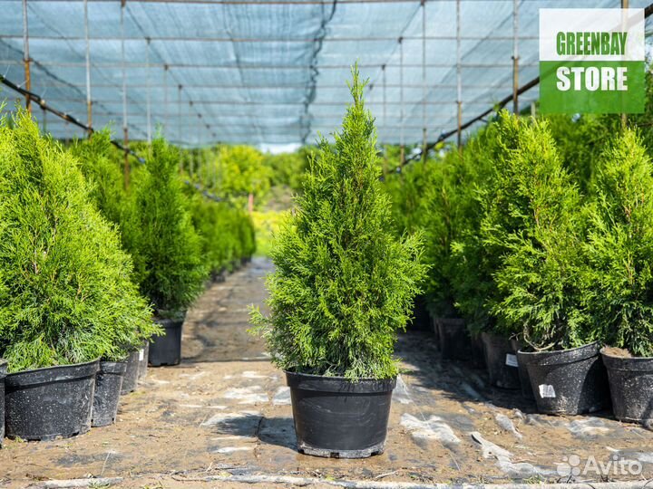 Туя смарагд 80 см свежая копка 2023