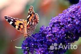 Будлея Клематис Каприфоль Жимоласть