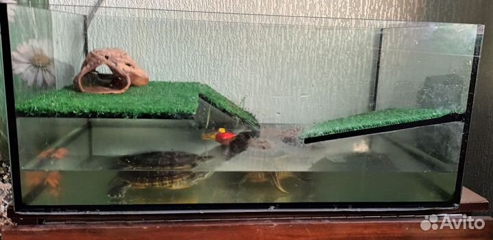 Красноухая черепаха с аквариумом