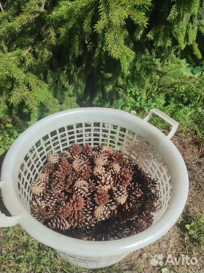Шишки еловые и сосновые сухие