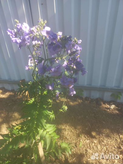 Кустик синюхи голубой