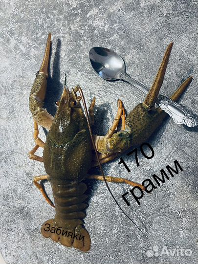 Раки забияки