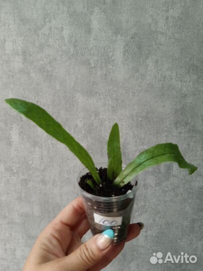 Микросорум крокодил,маранта,фолодендрон