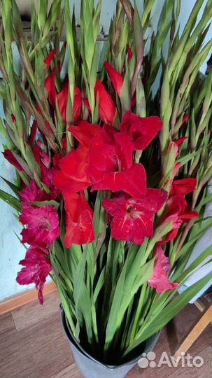 Гладиолусы луковицы