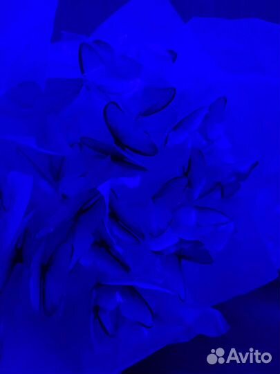 Букет из бабочек