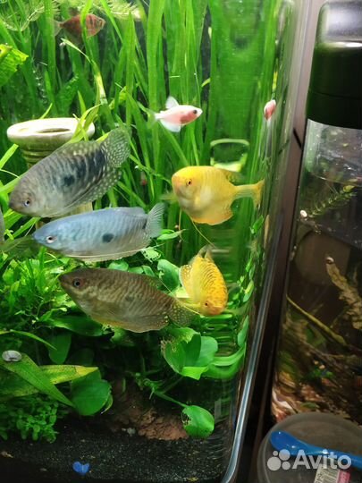 Гурами мальки и взрослые