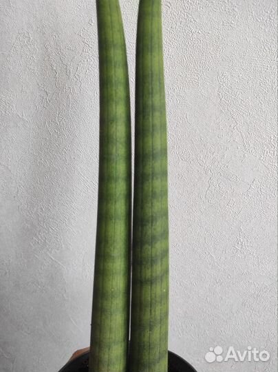 Сансевиерия цилиндрика