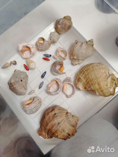 Морские ракушки раковины