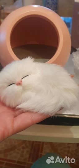 Ночник котик