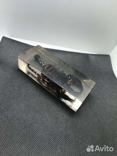 Скорпион в эпрксидке