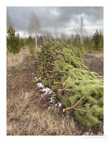 Сосна Оптом