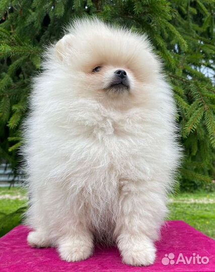 Щенок померанского шпица плюшевый мишка