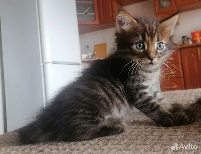 Котята от мейкуна