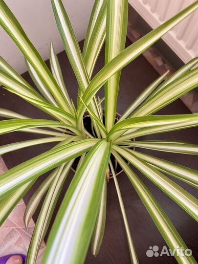 Хлорофитум