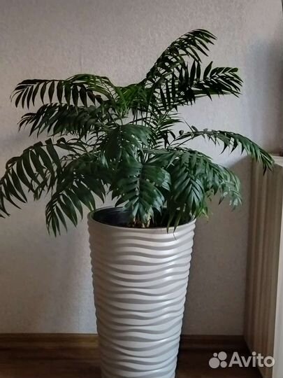 Пальма Хамедорея