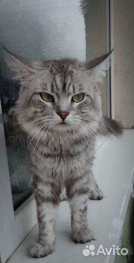 Котик